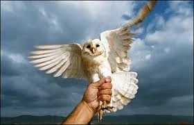 Barn Owl Jordan Valley