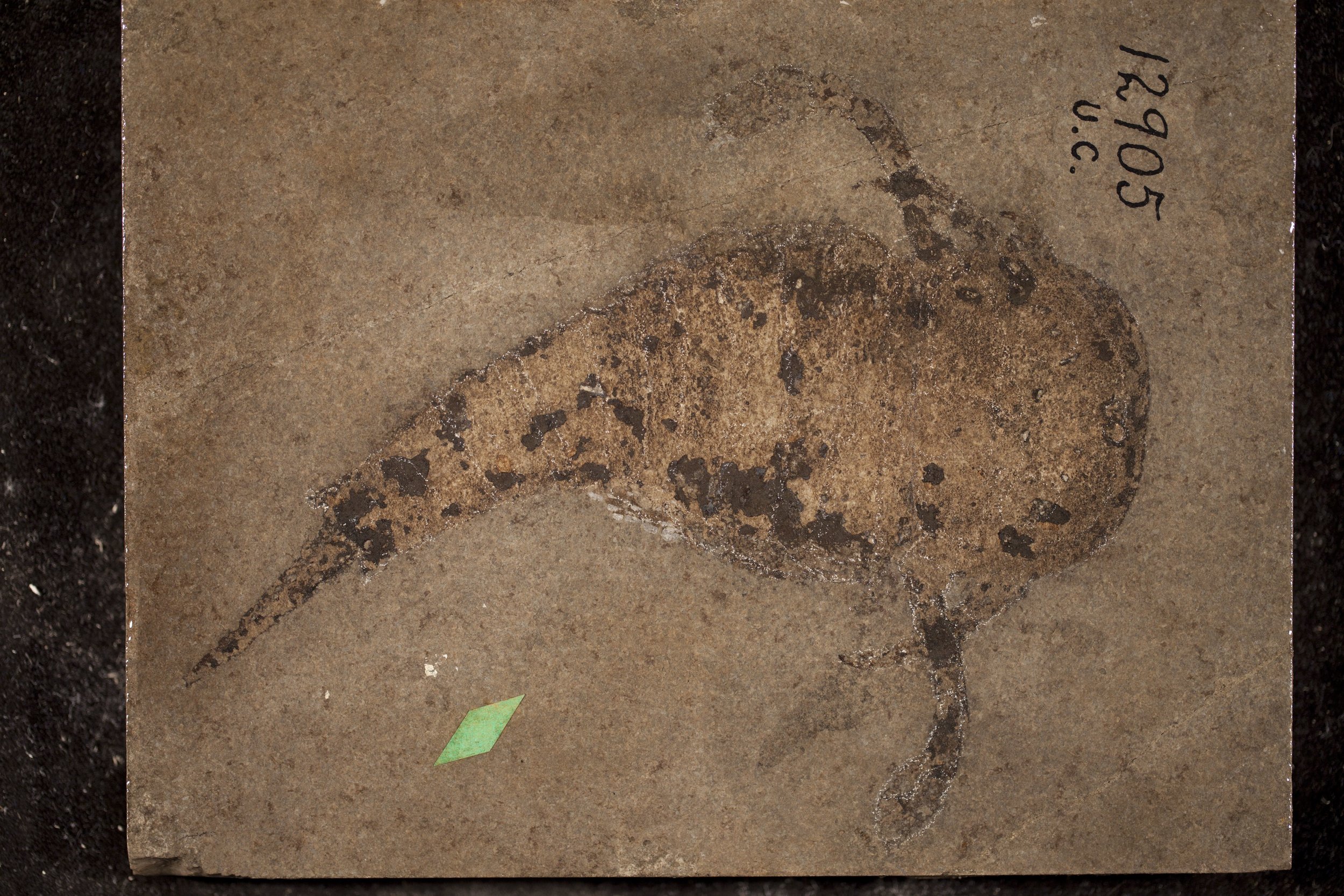 UC1290 Onychopterella kokomoensis, Eurypterus ranilarva holotype.jpg