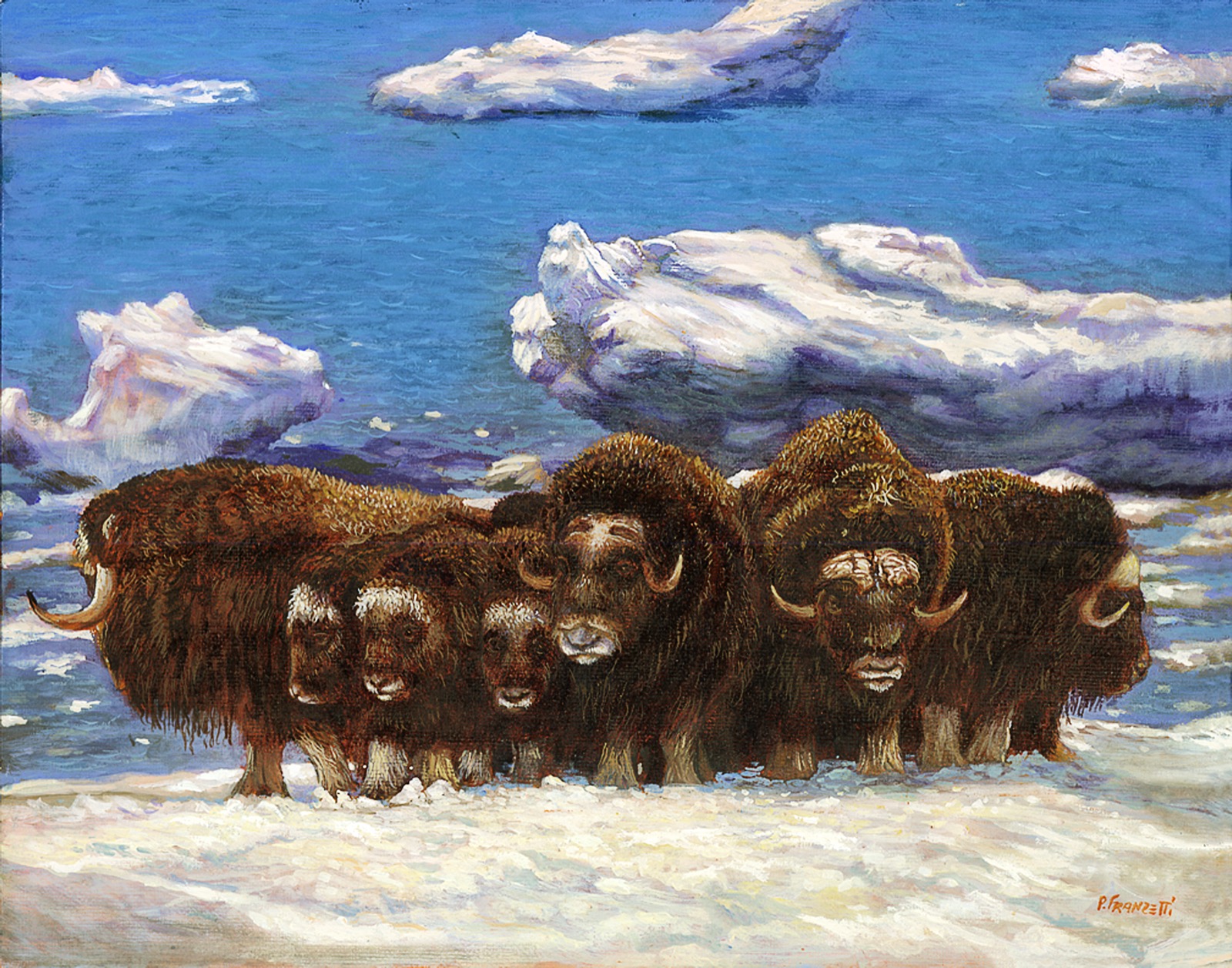 Musk Ox_original v2 JN.jpg