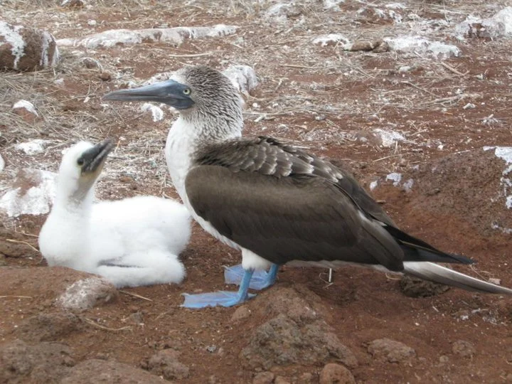24 Galapagos Ecuador.jpg