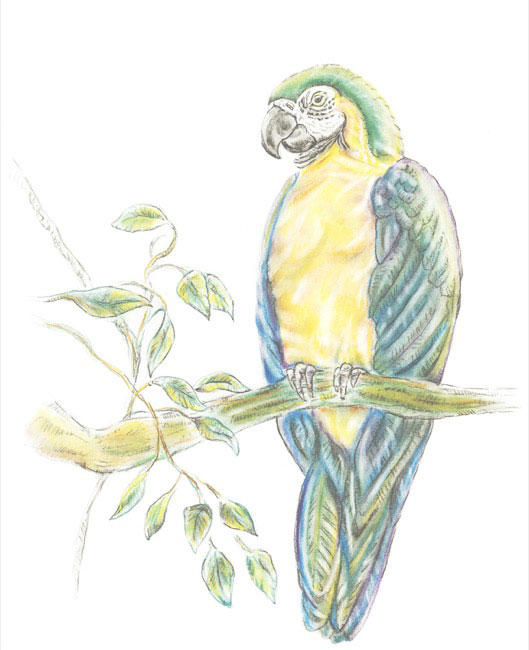 GreenMacaw_drawing.jpg