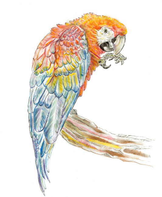 RedMacaw_drawing.jpg