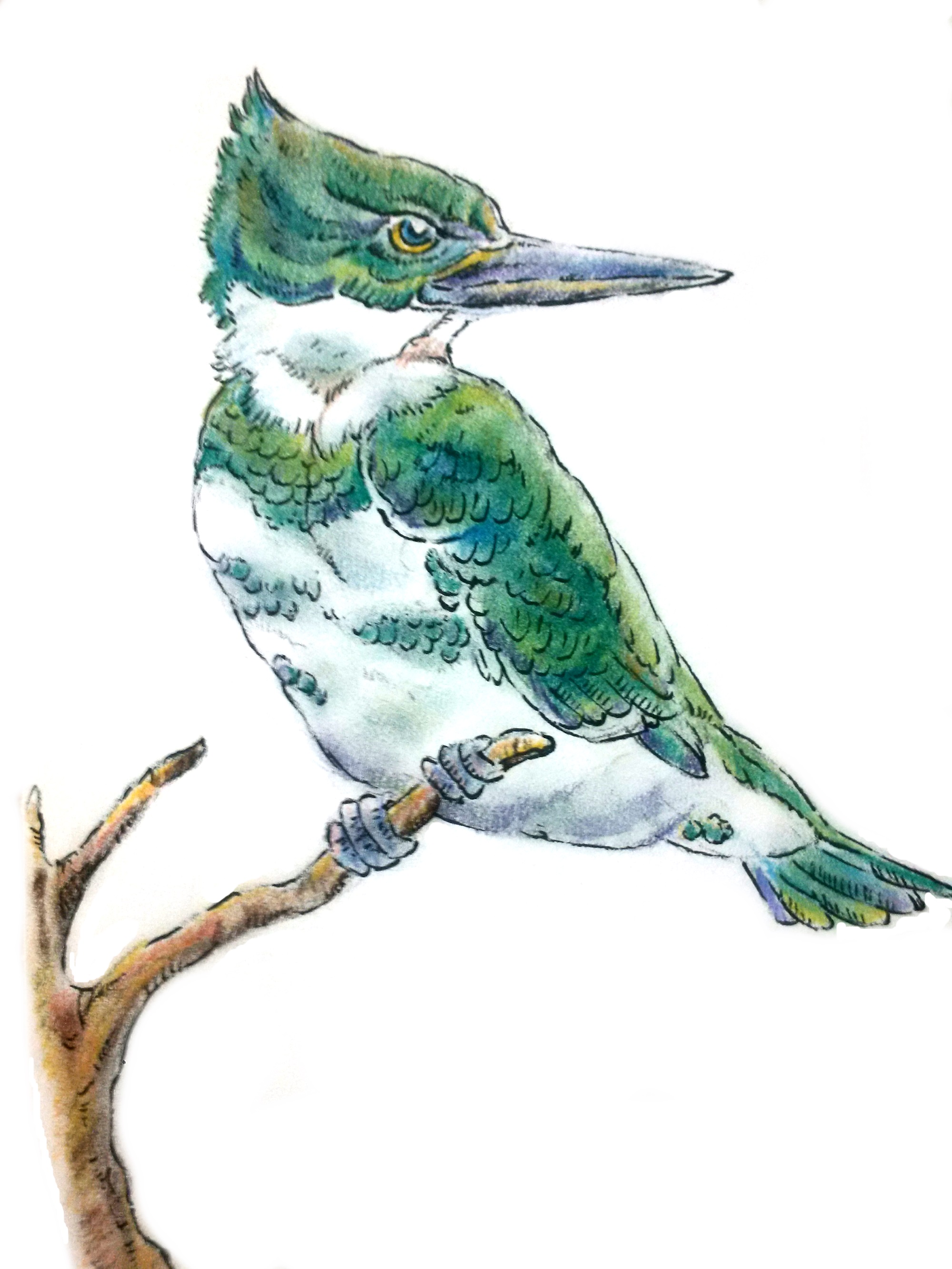 March - Green Kingfisher.jpg