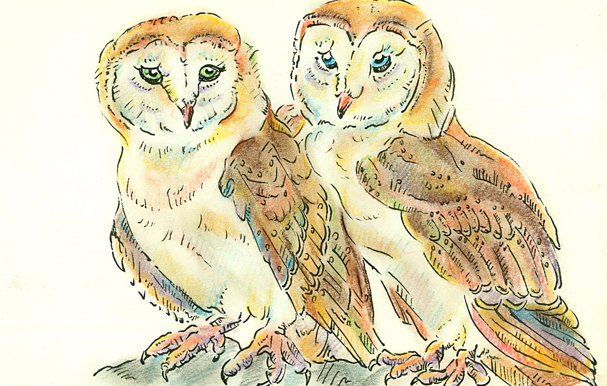 May - Common Barn Owl.jpg