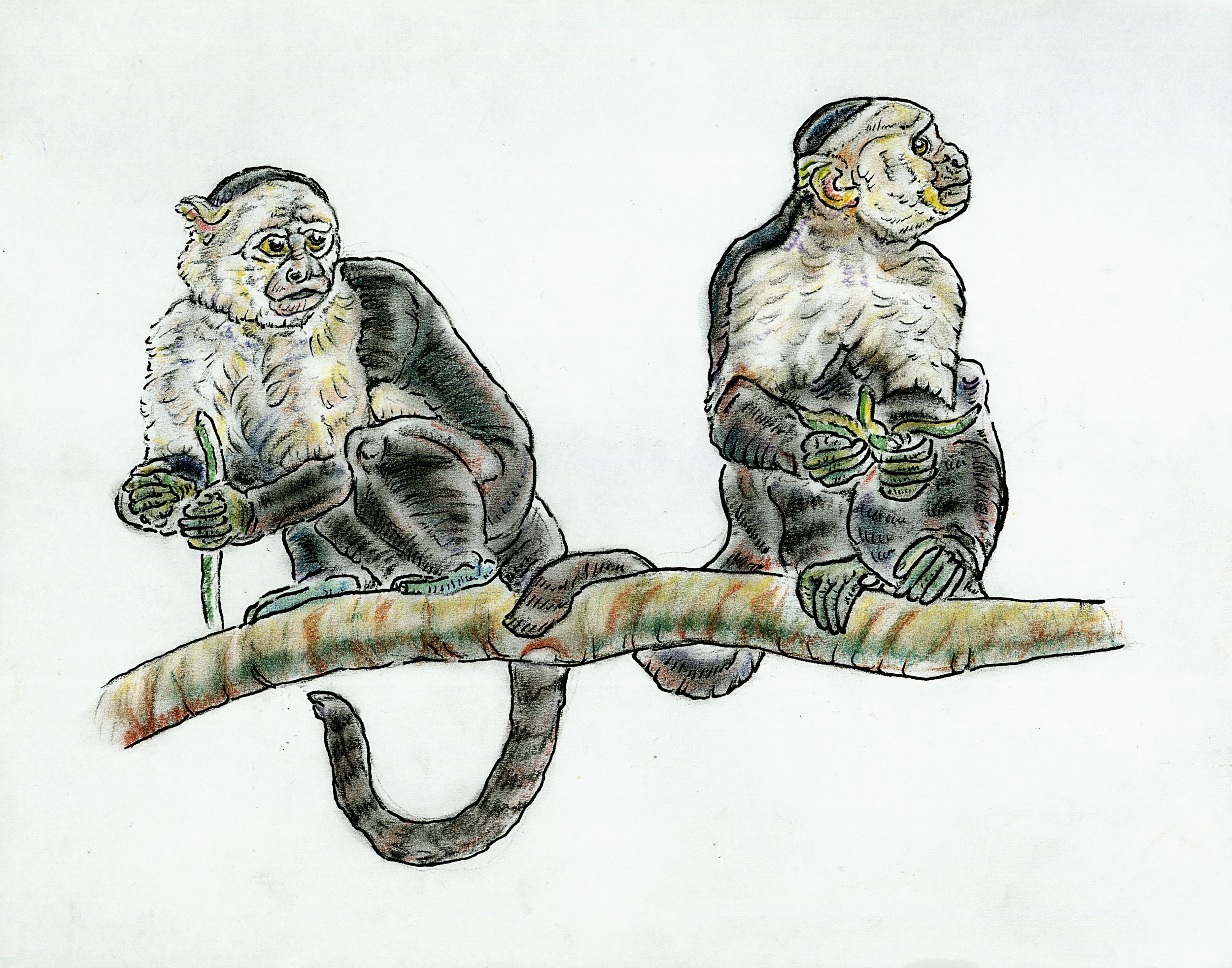 June Capuchins.jpg
