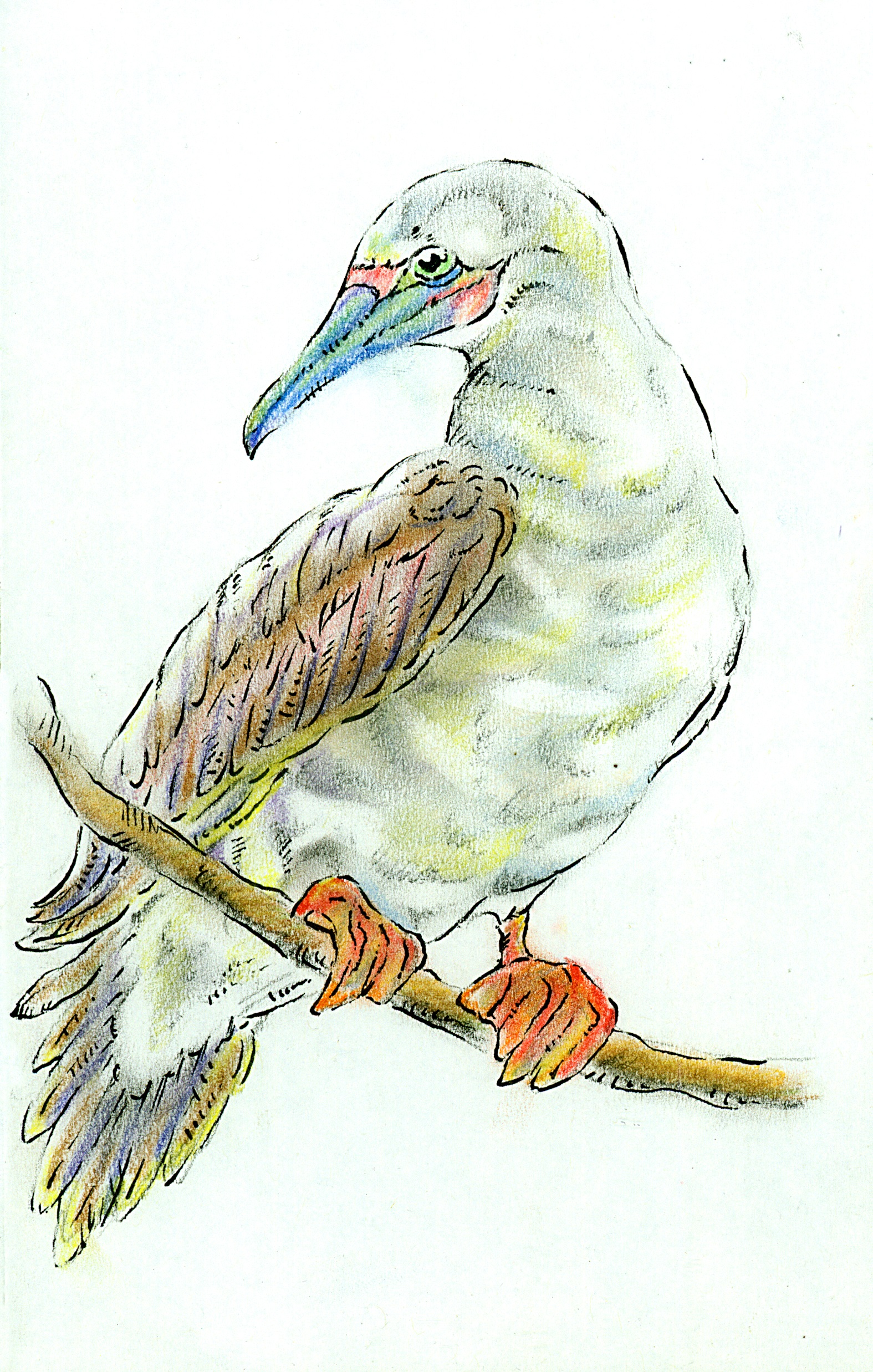Red Footed Booby Regal Edited.jpg
