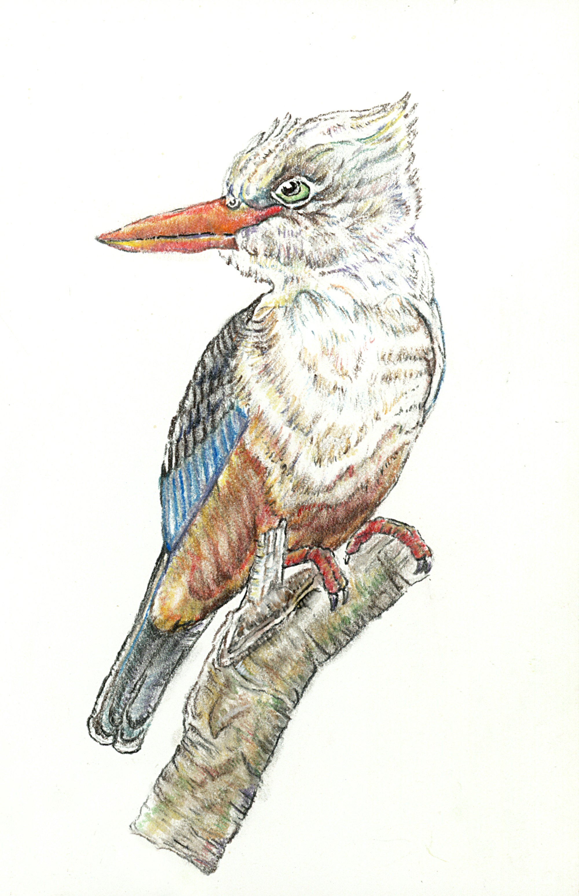 HoodedKingfisher.jpg