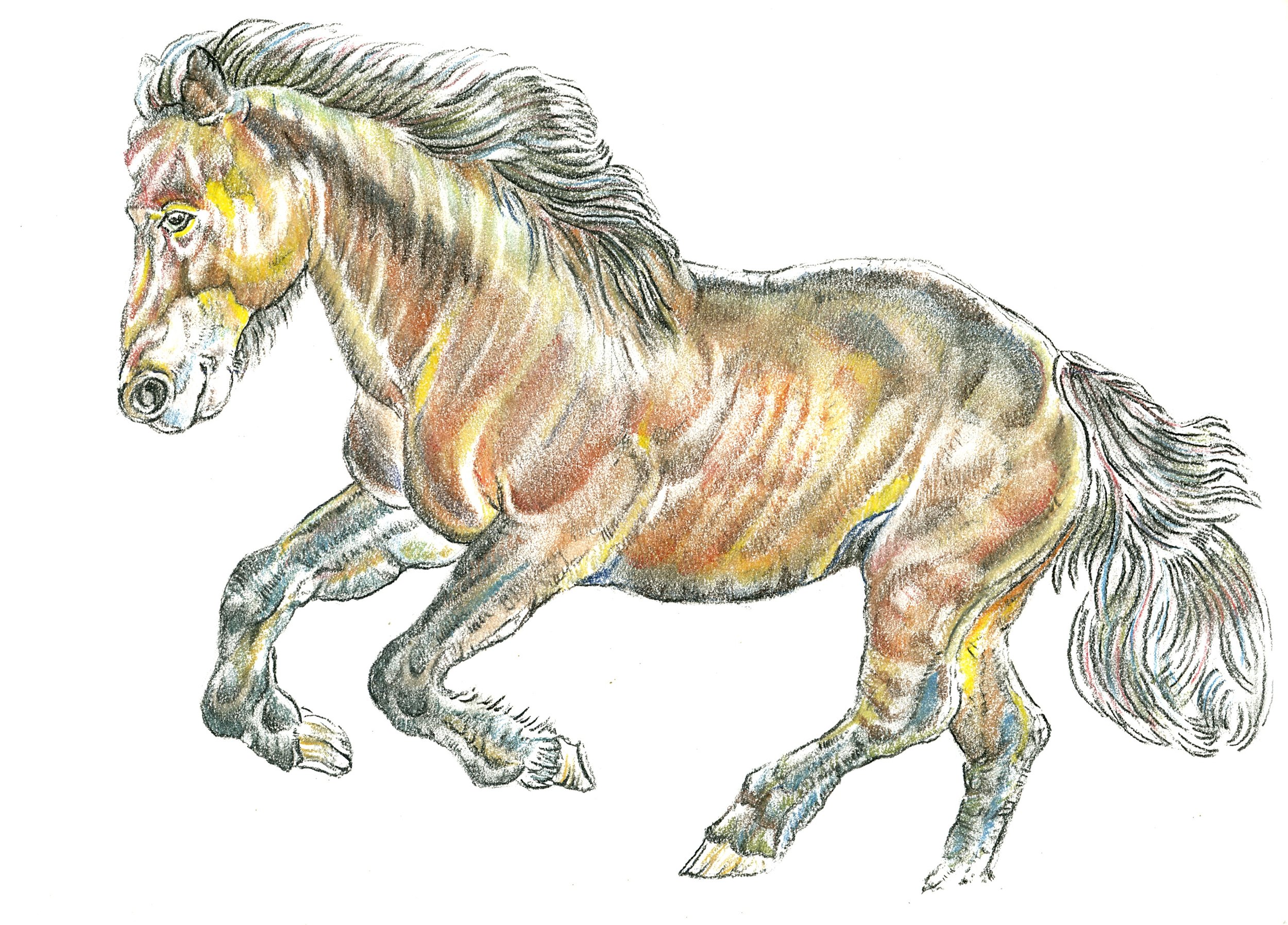 IcelandicHorse.jpg