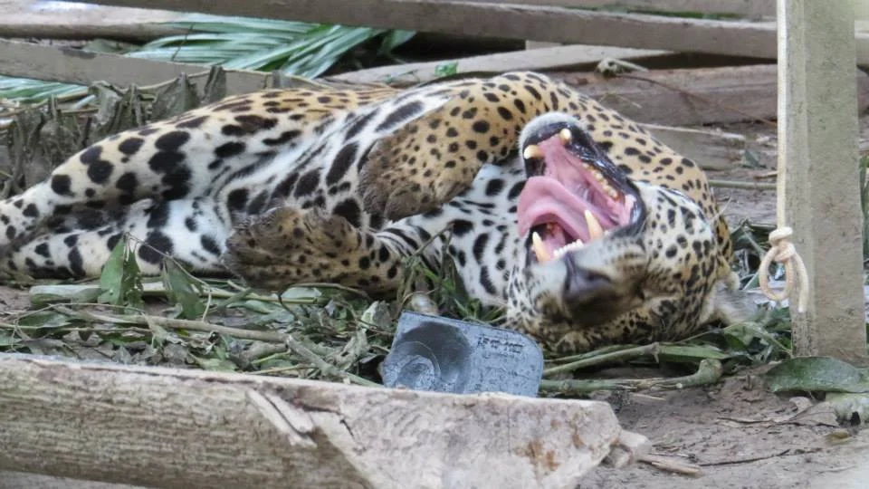 Peru 2014