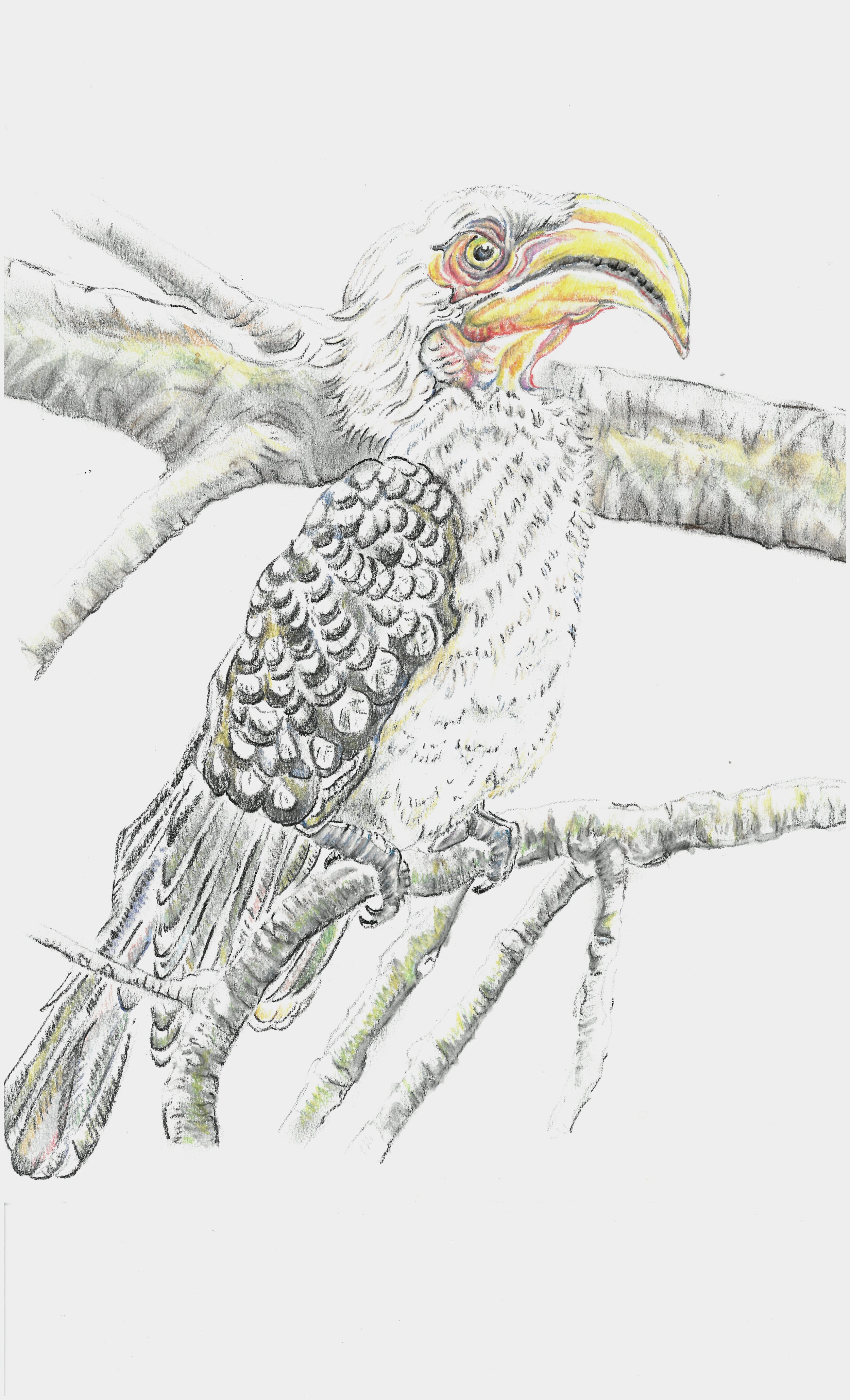 African Hornbill.jpg