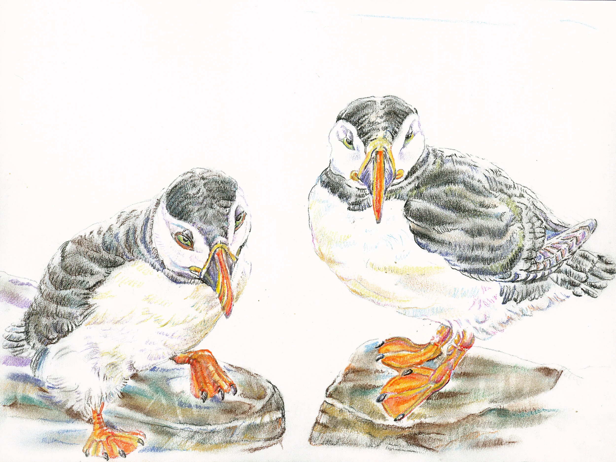 Icelandic Puffins.jpg