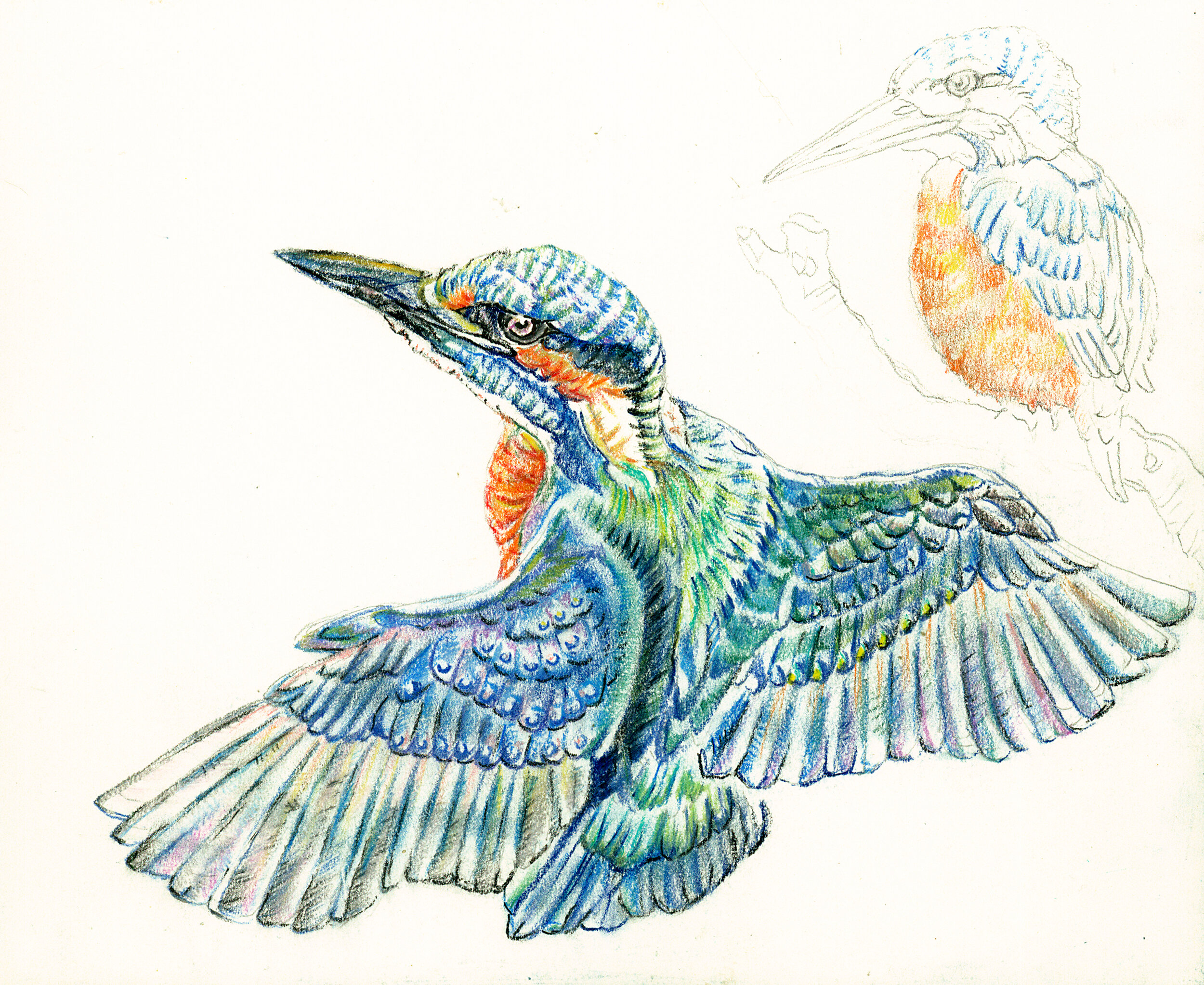 Ordinary Kingfisher.jpg