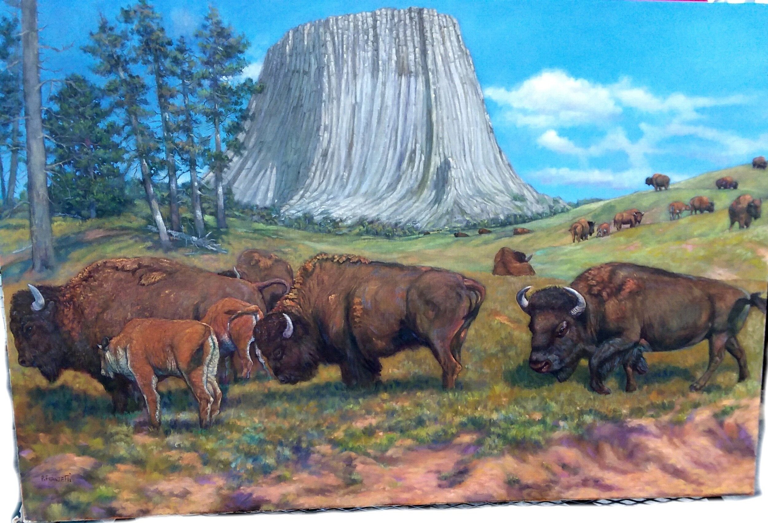Buffalo+Painting-+Devils+Tower+-+Wyoming.jpg