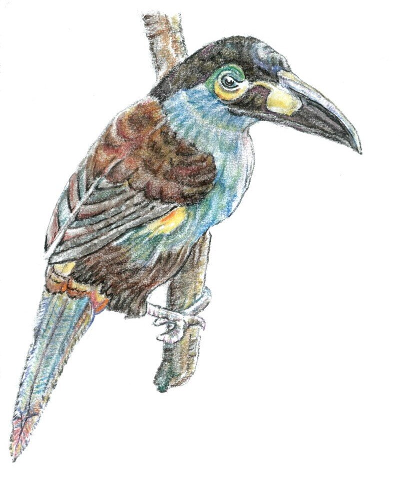 Jan -Blue Toucan.jpg