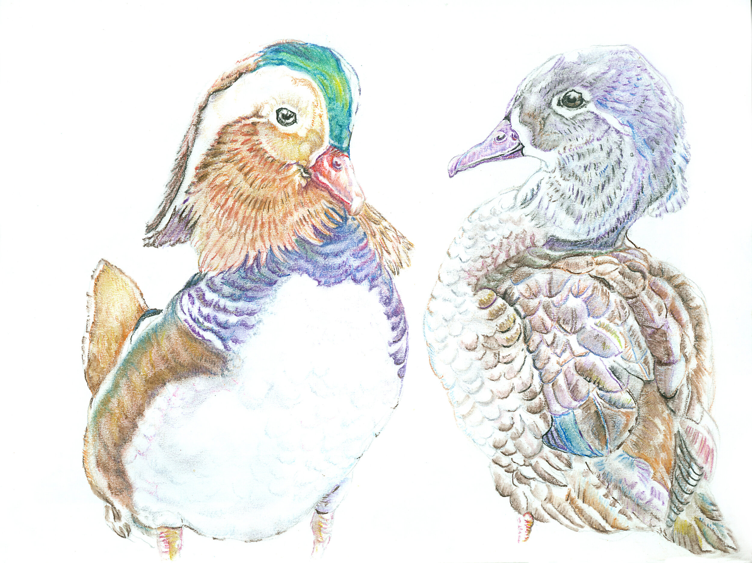 Feb - Mandarin ducks.jpg