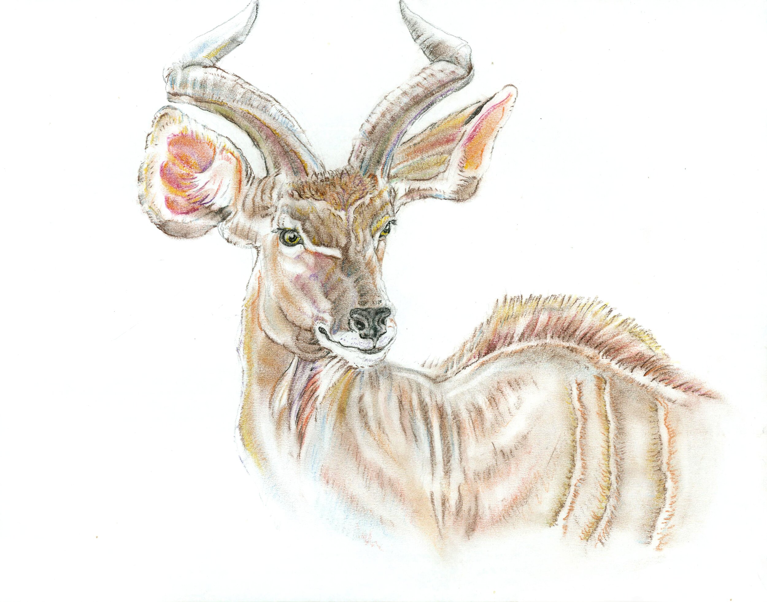 July - Greater Kudu.jpg