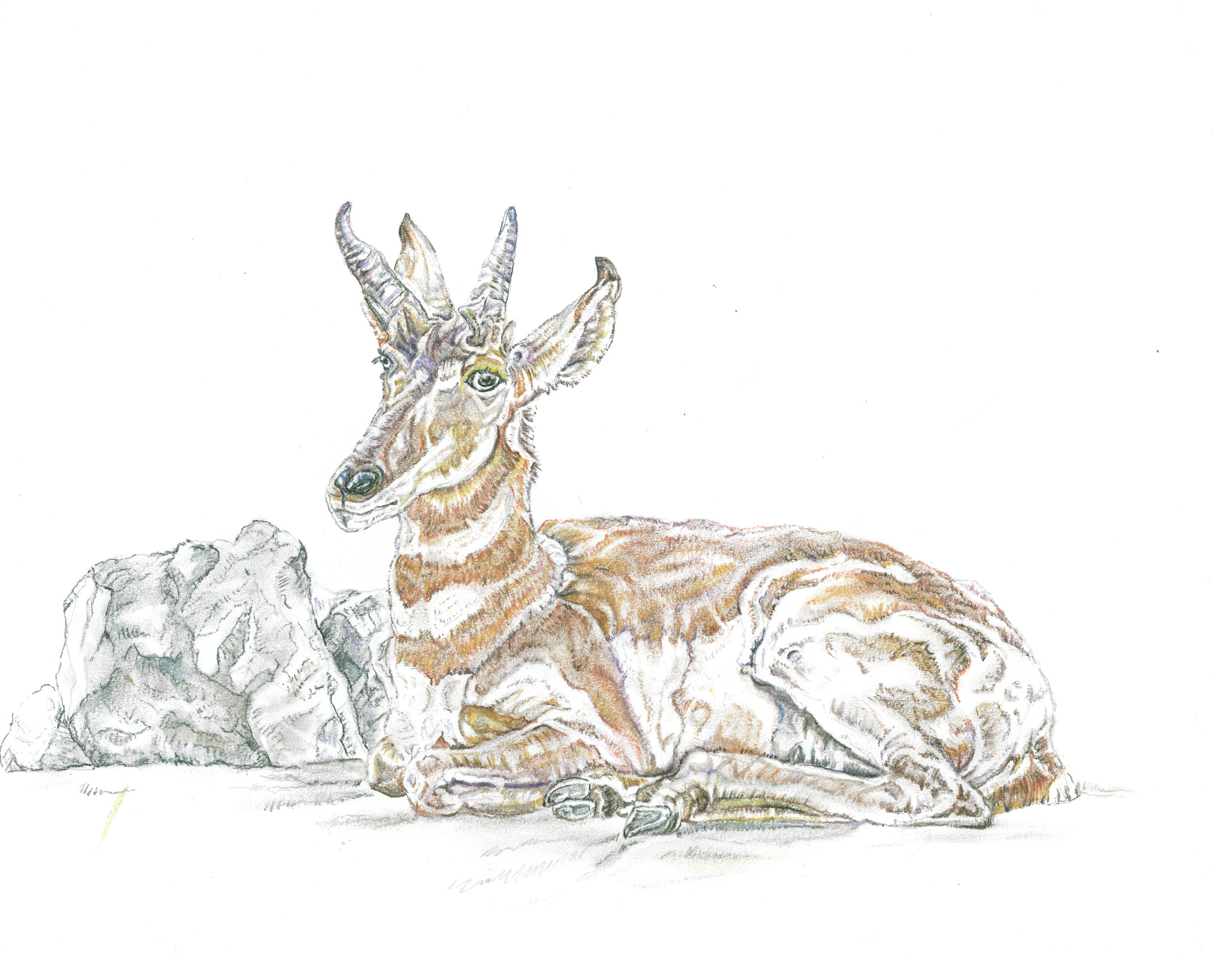 May - Pronghorn Lamer.jpg