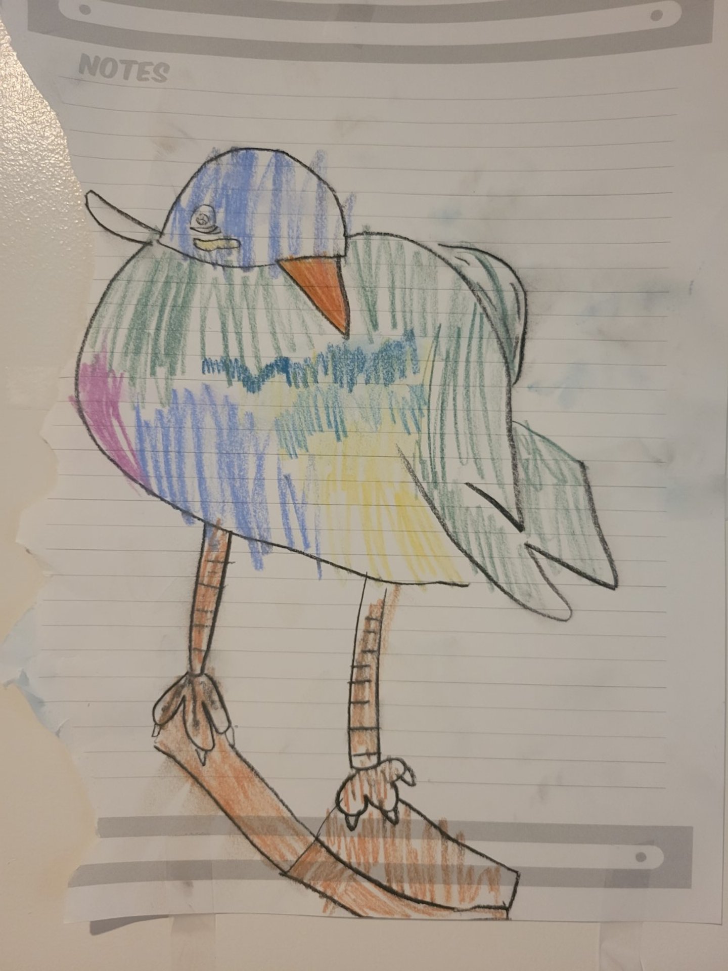 Gemma Drawing - Andean Gull (Large).jpg