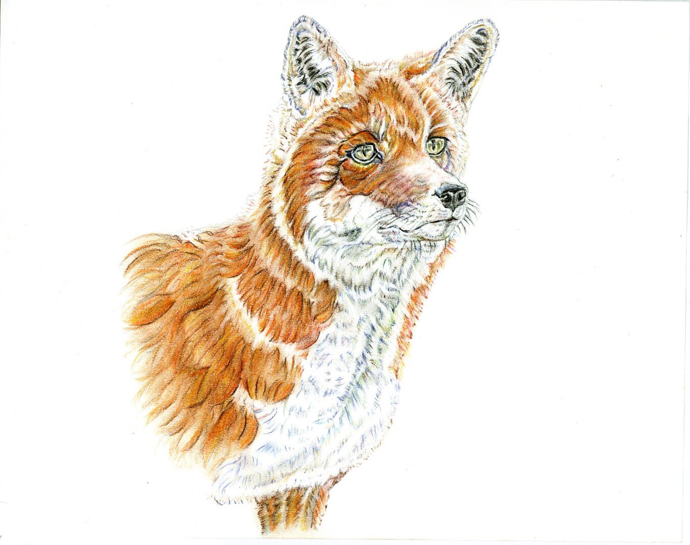 Red Fox (unused 2022) (Large).jpg