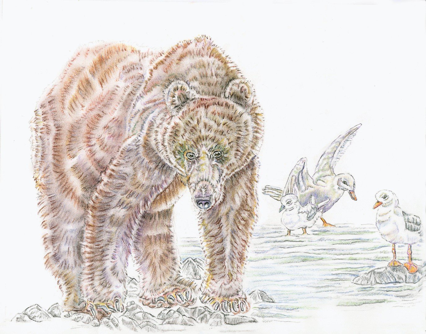 Kodiak Brown Bear and Gulls (Large).jpg
