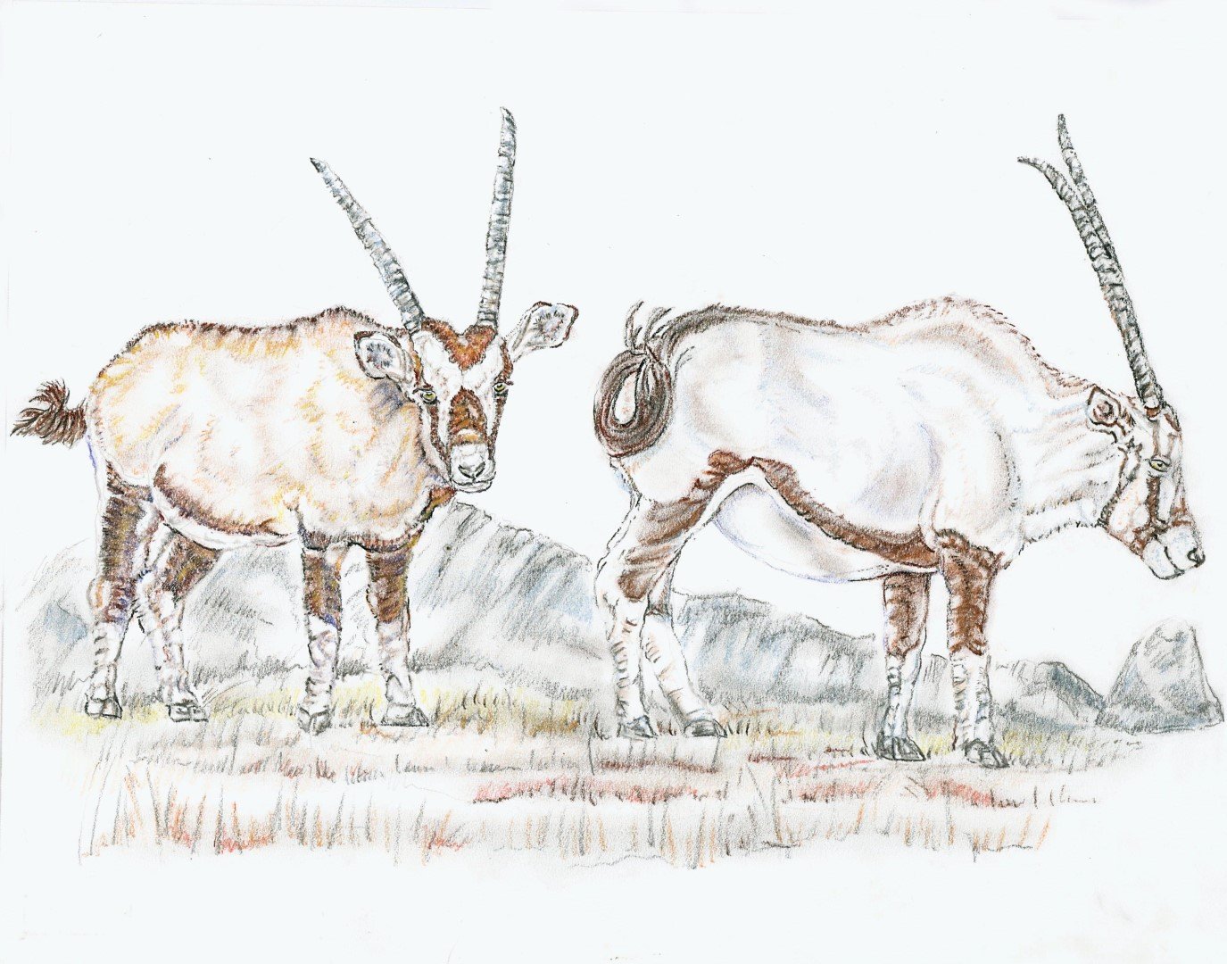 Gemsbok Pair (Large).jpg