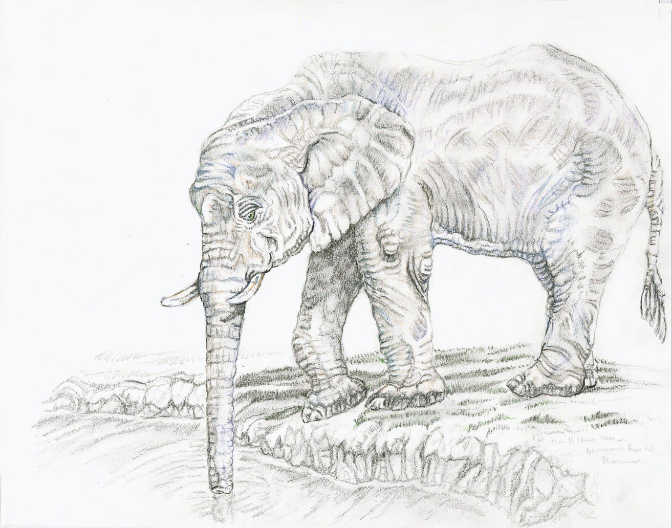 African Bush Elephant (Large).jpg