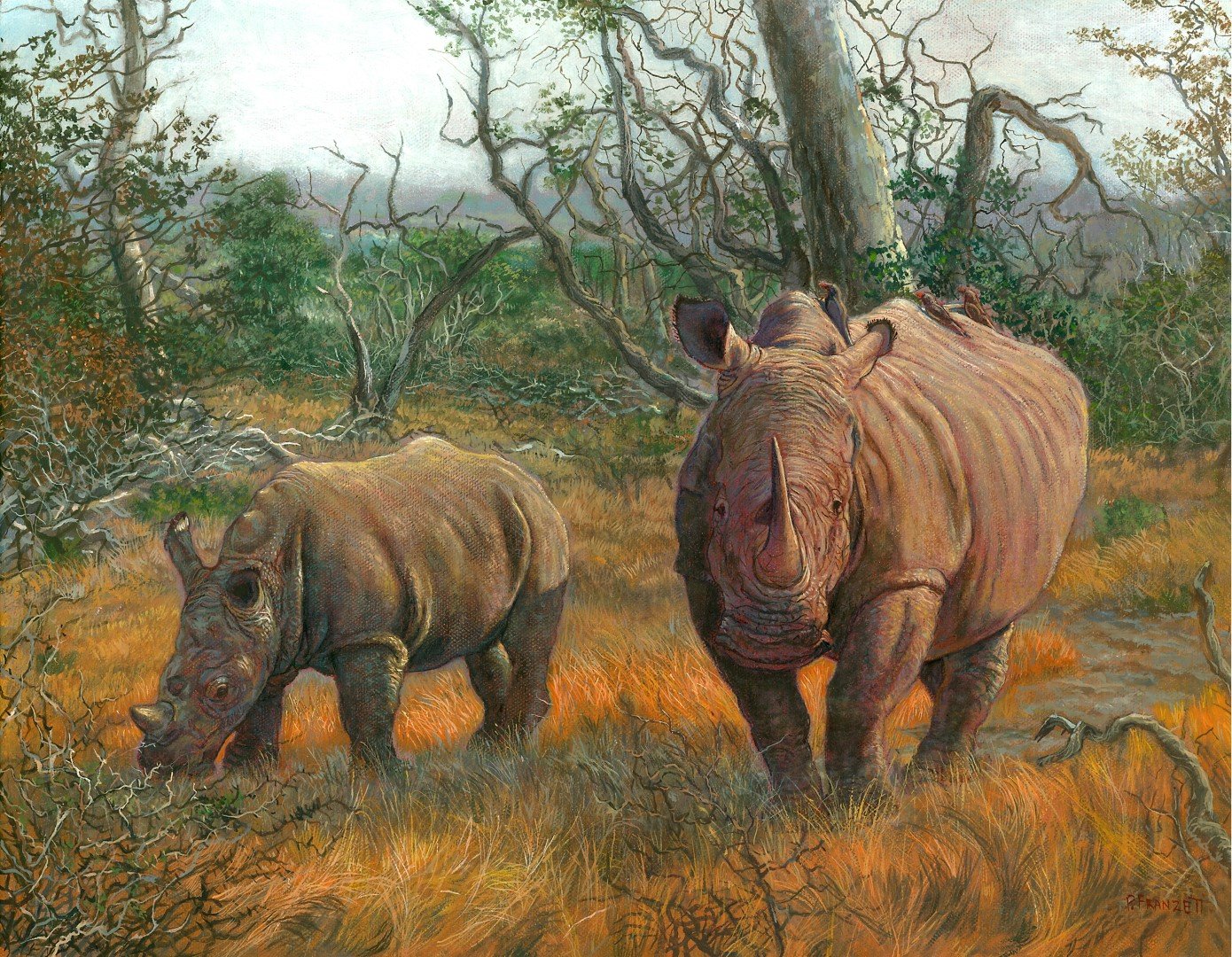 White Rhinos - South Africa (Joes Edit) (Large).jpg
