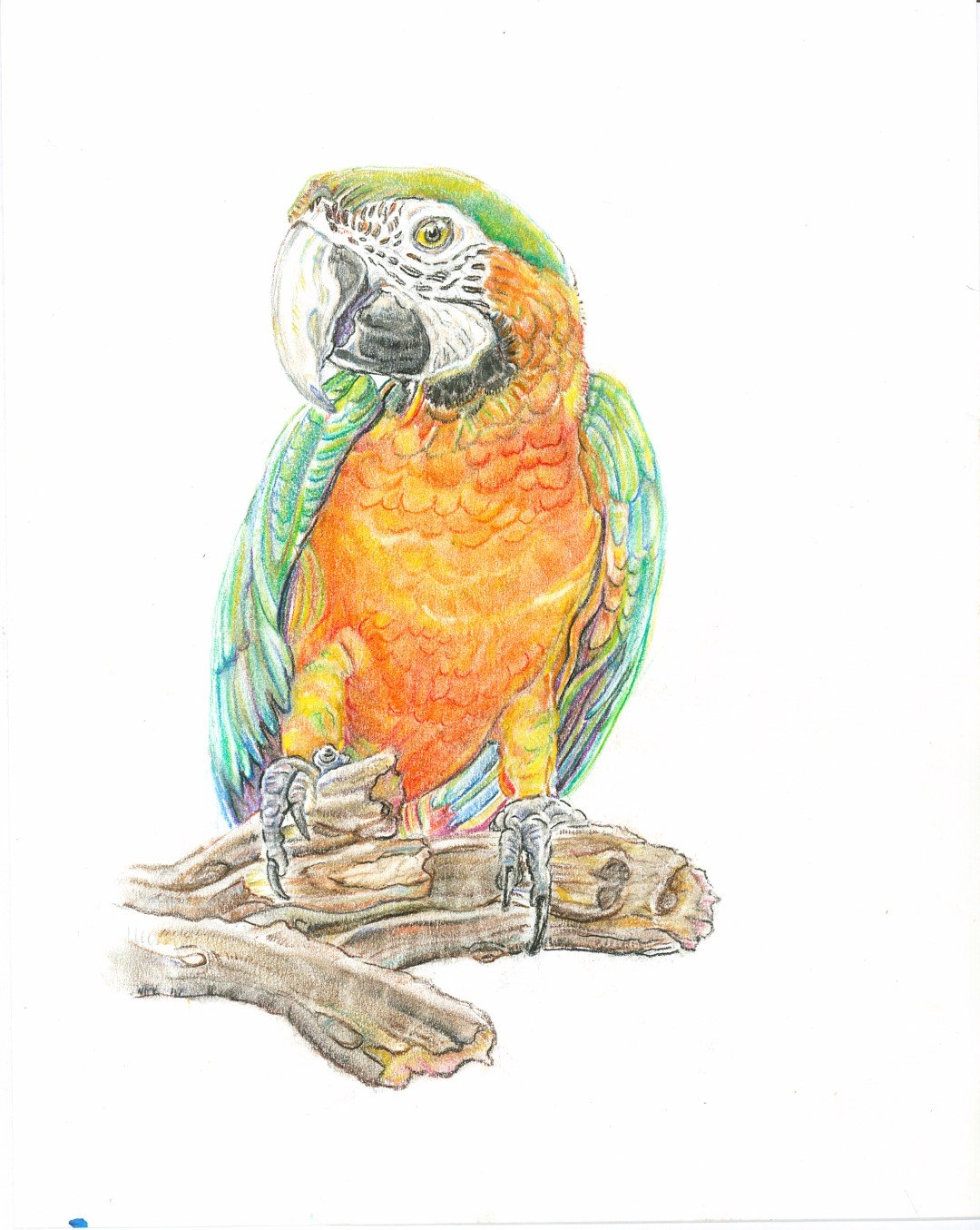 Green Macaw(Large).jpg
