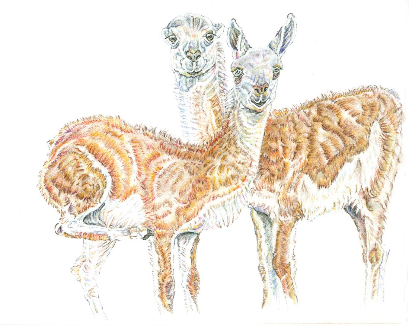 Guanacos(Large).jpg