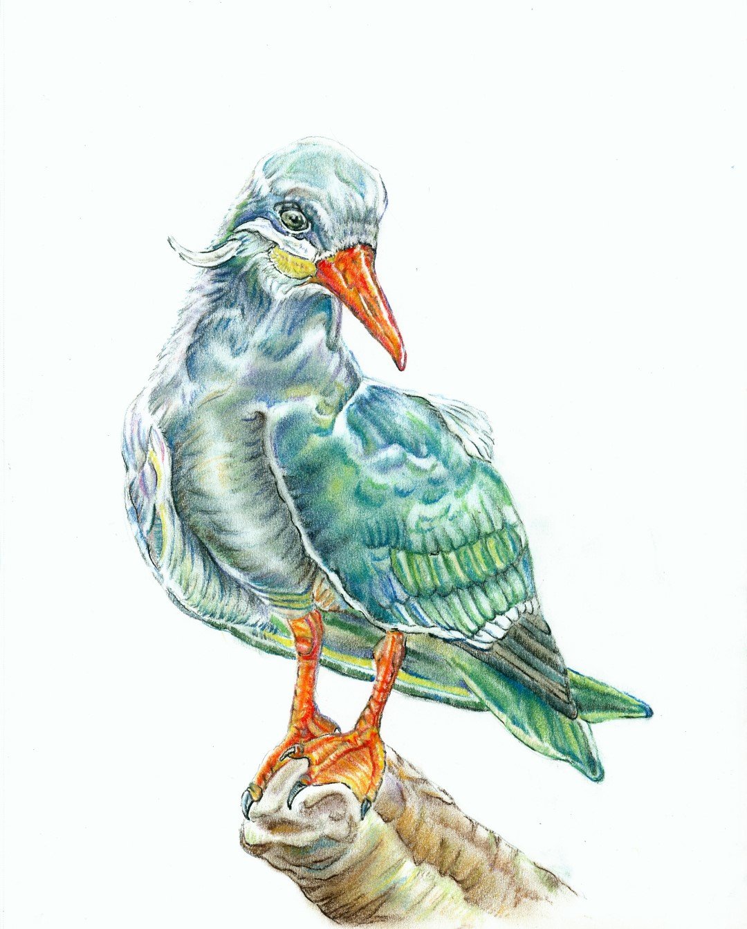 Inca Tern - NEW(Large).jpg