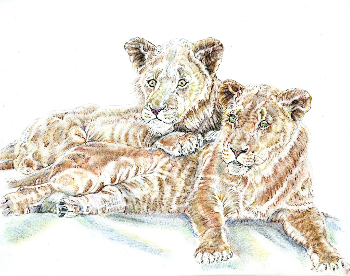 Lion Brothers(Large).jpg