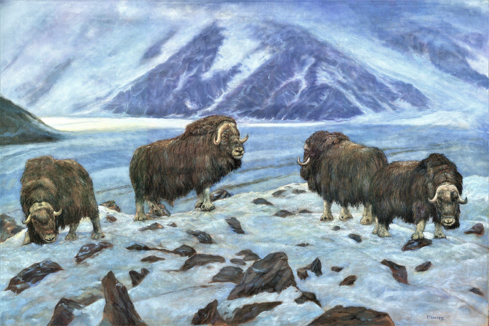 2022 Musk Oxen of Ellesmere Island, Canada revised(Large).jpg