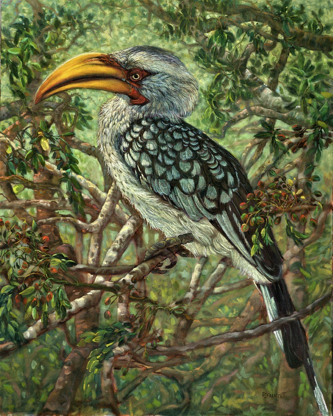 Oct - Yellow Hornbill 2(Large).jpg