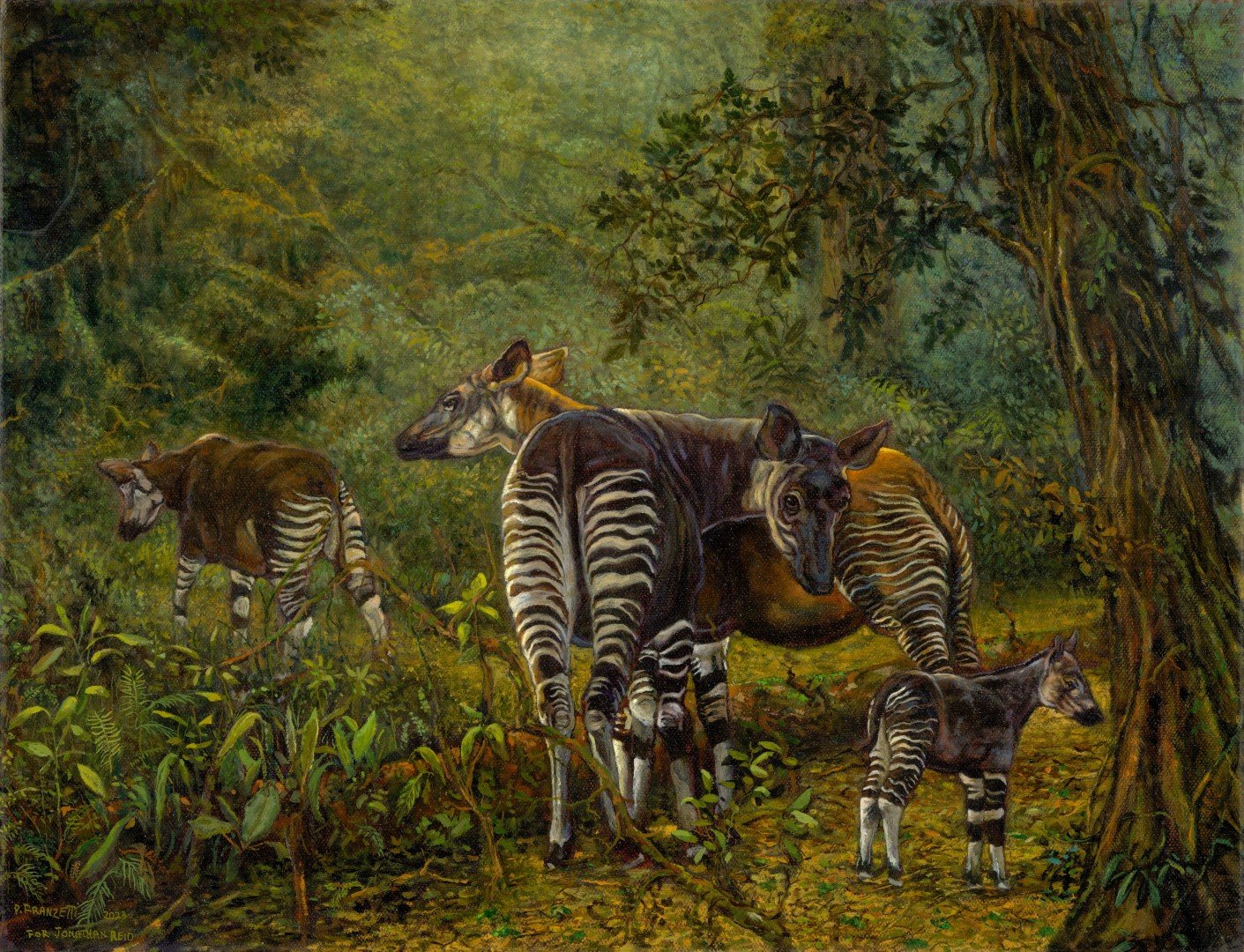 10 Okapis, African Congo(Large).jpg