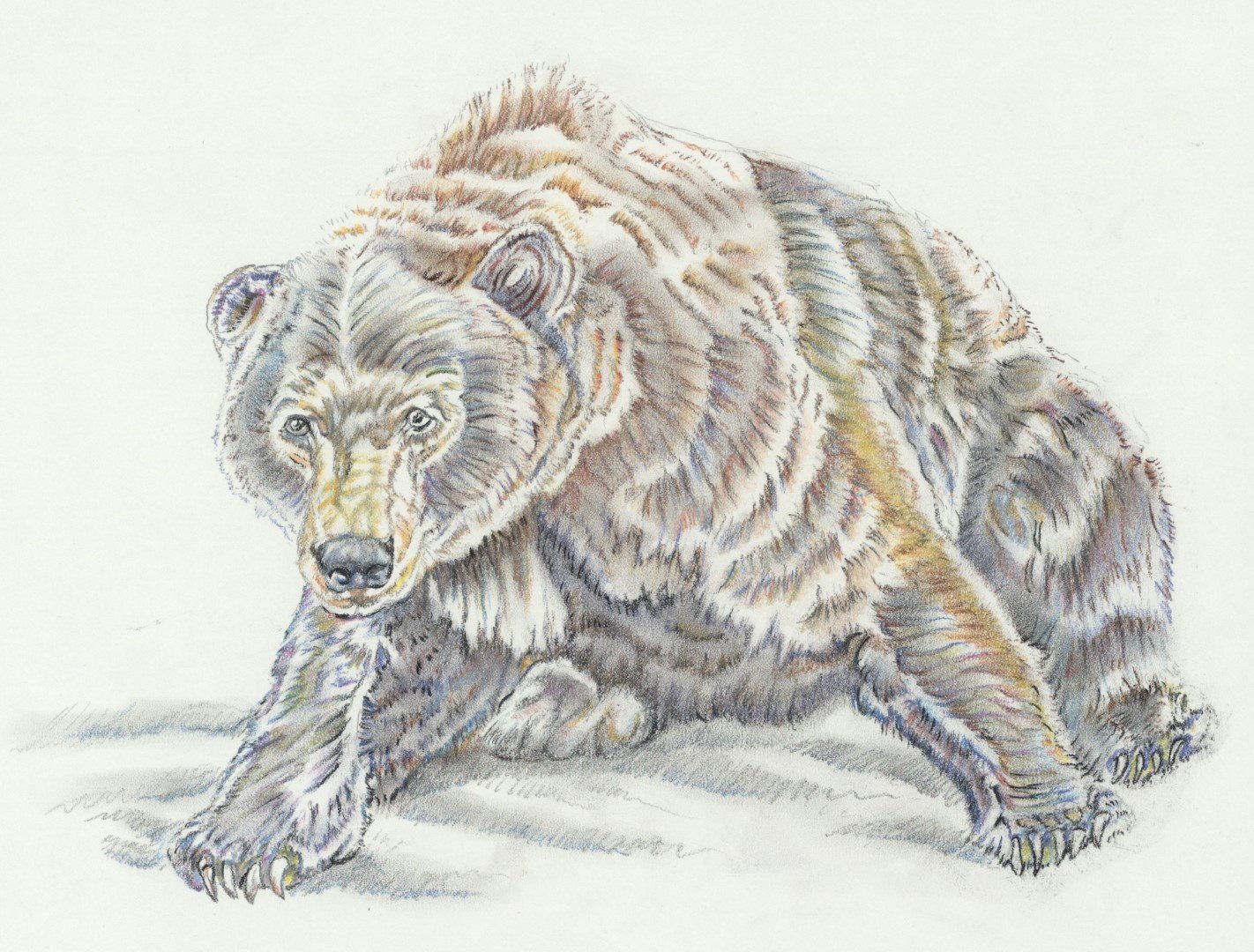 Kodiak Bear(Large).jpg