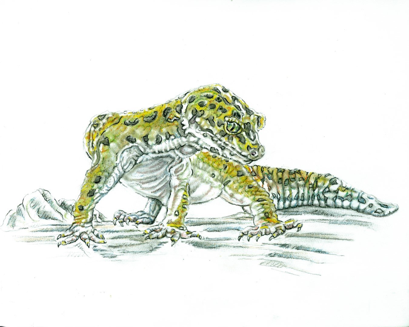 Leopard Gecko(Large).jpg