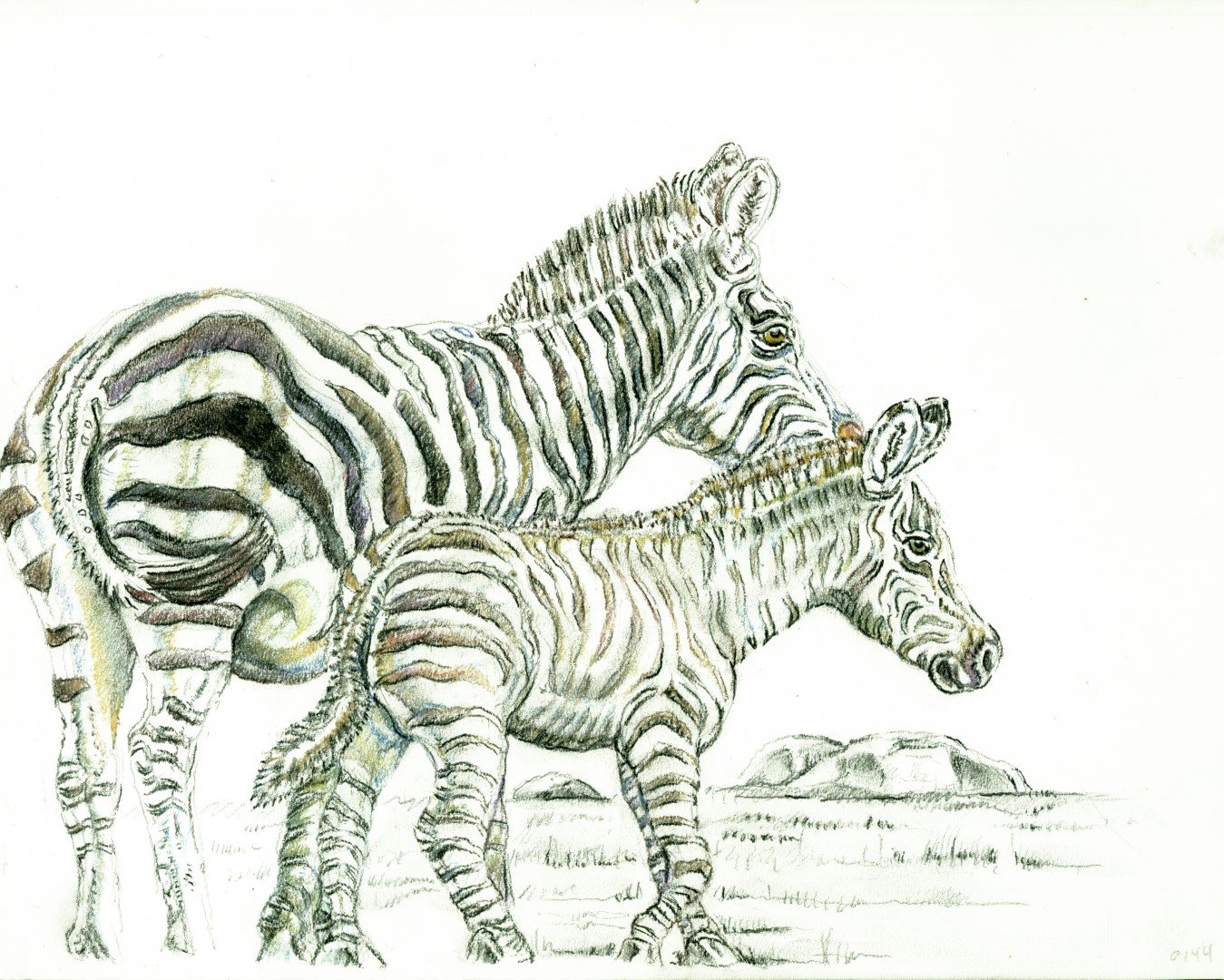 Zebra with Foal(Large).jpg