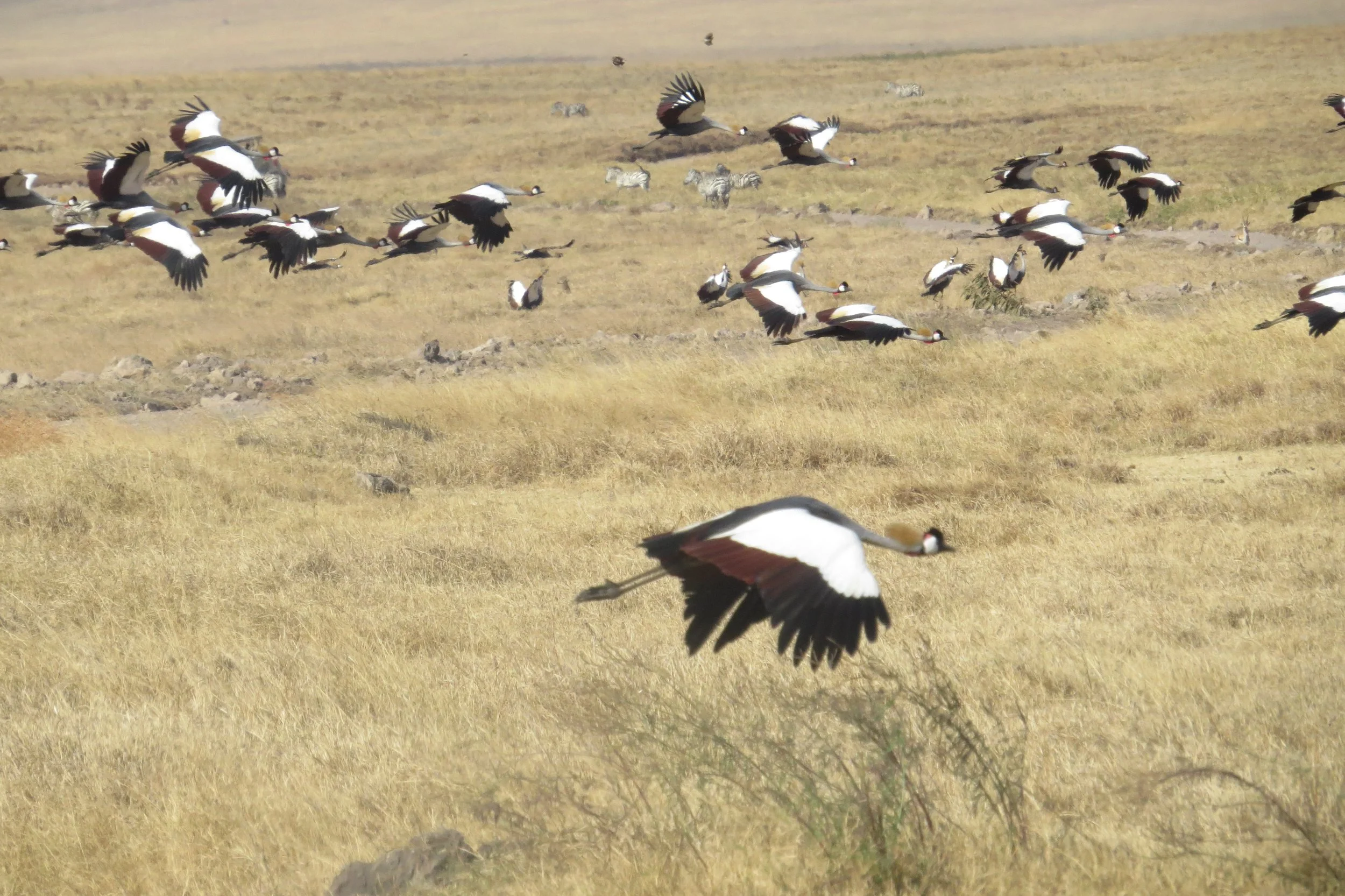 Ngorongoro 2022