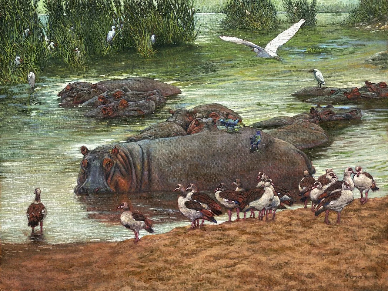 Hippos of the Serengeti - AUG - EDITED.jpg