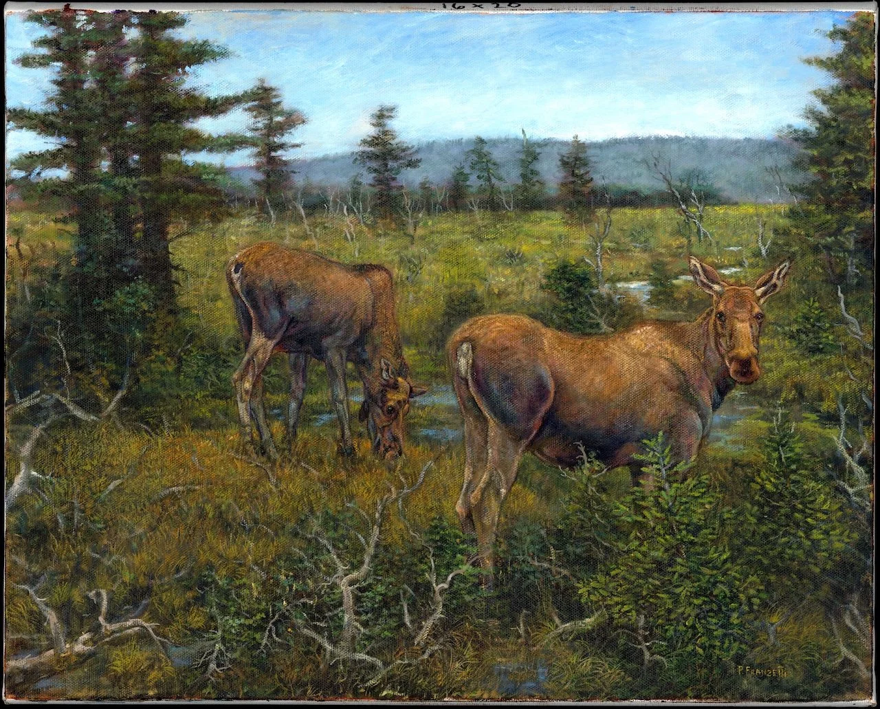 Moose of Cape Breton, Nova Scotia - JUNE - EDITED.jpg