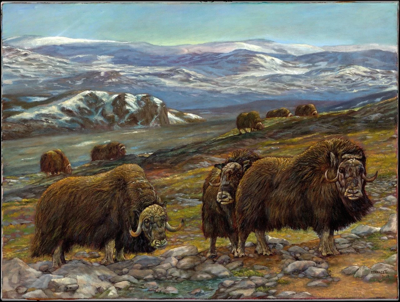 Musk Oxen in the Arctic Tundra - DEC - EDITED.jpg