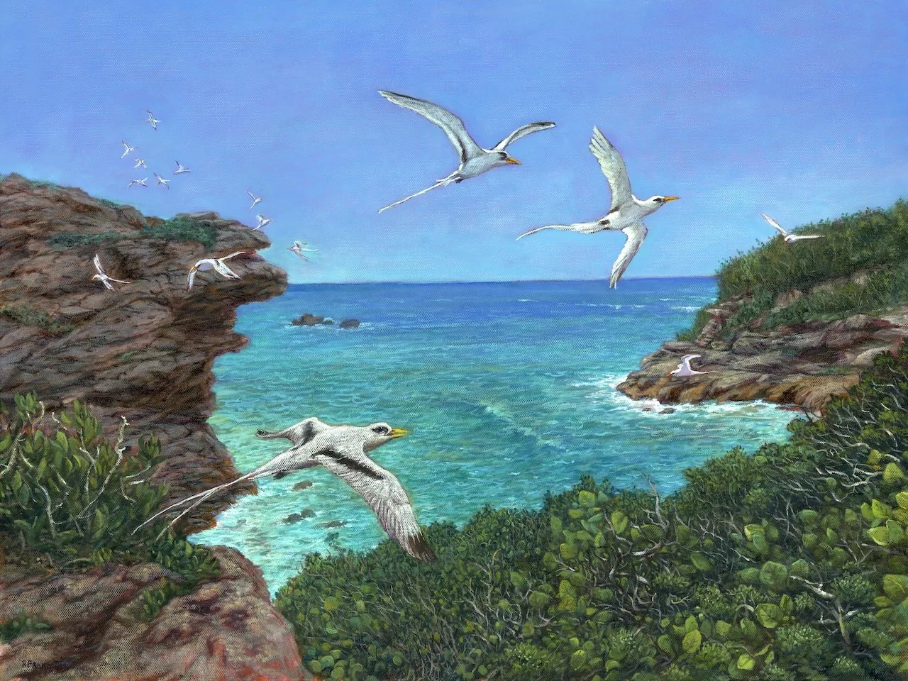Portuguese Rock Bermuda - JAN - EDITED.jpg