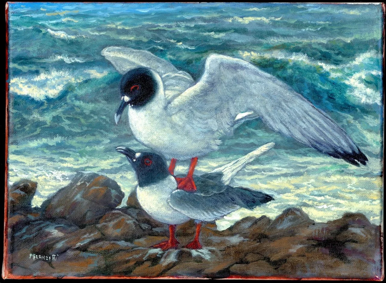 Swallow-Tail Gulls, Galapagos - MARCH -EDITED.jpg