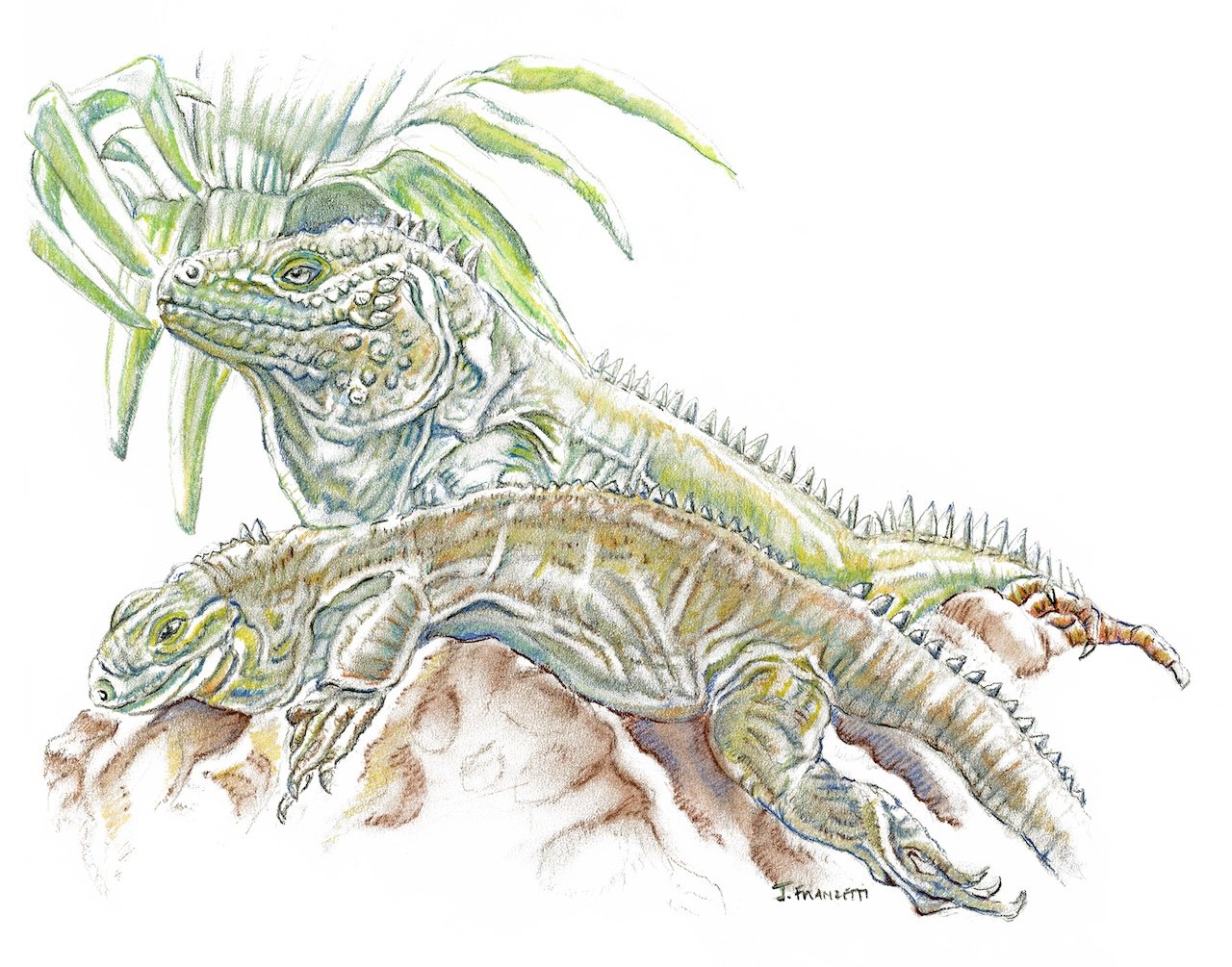 1 - Iguanas OCT.jpg