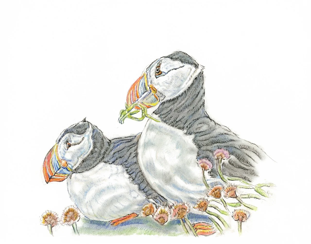 2 -puffins MARCH.jpg