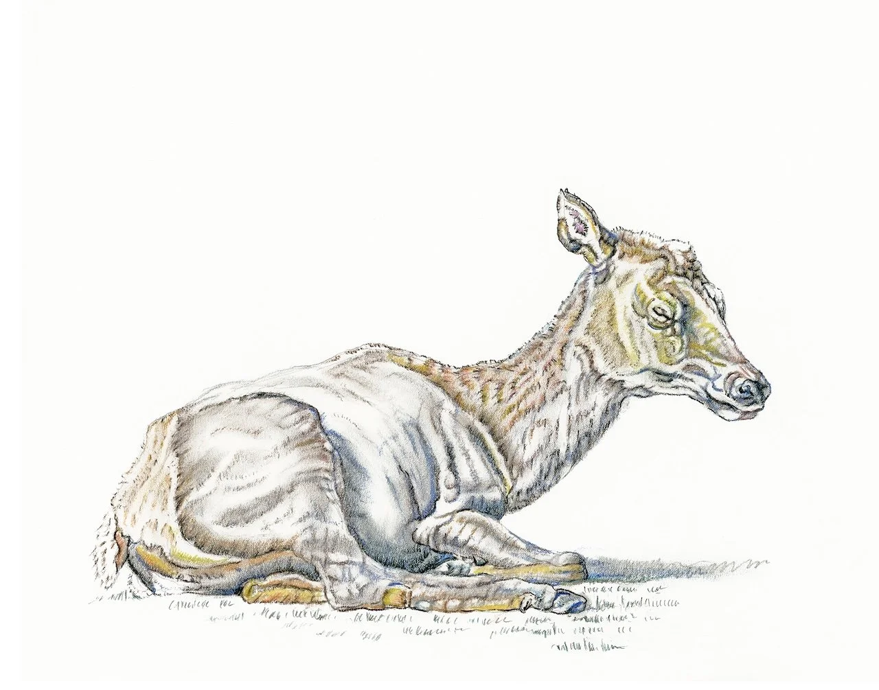4 -Elk Resting FEB.jpg