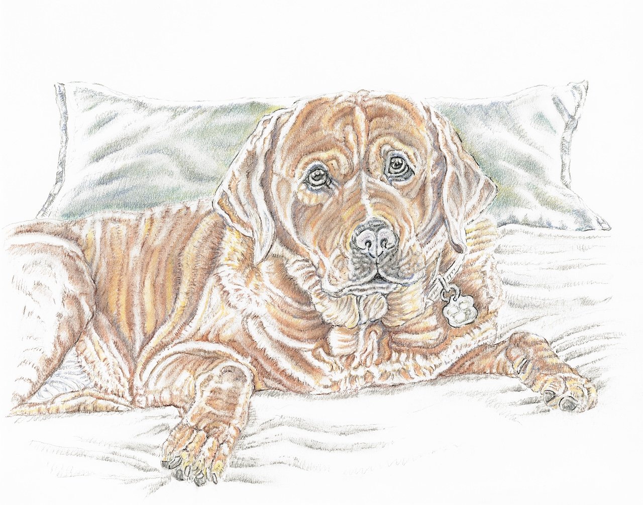 Bella the Labrador APR .jpg