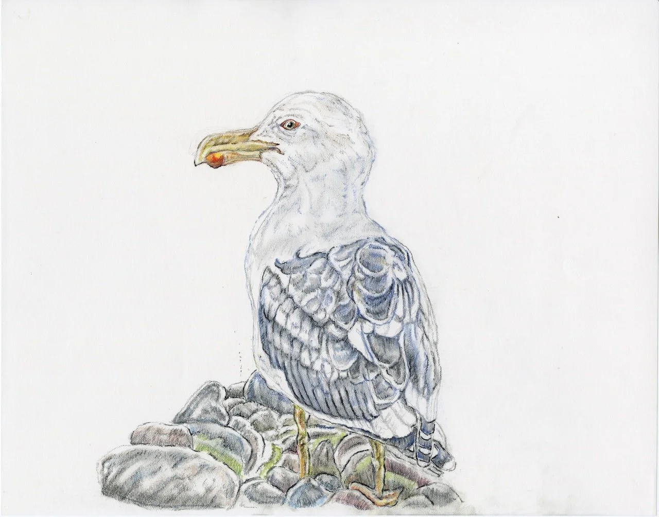 Gull on Rocks JAN.jpg
