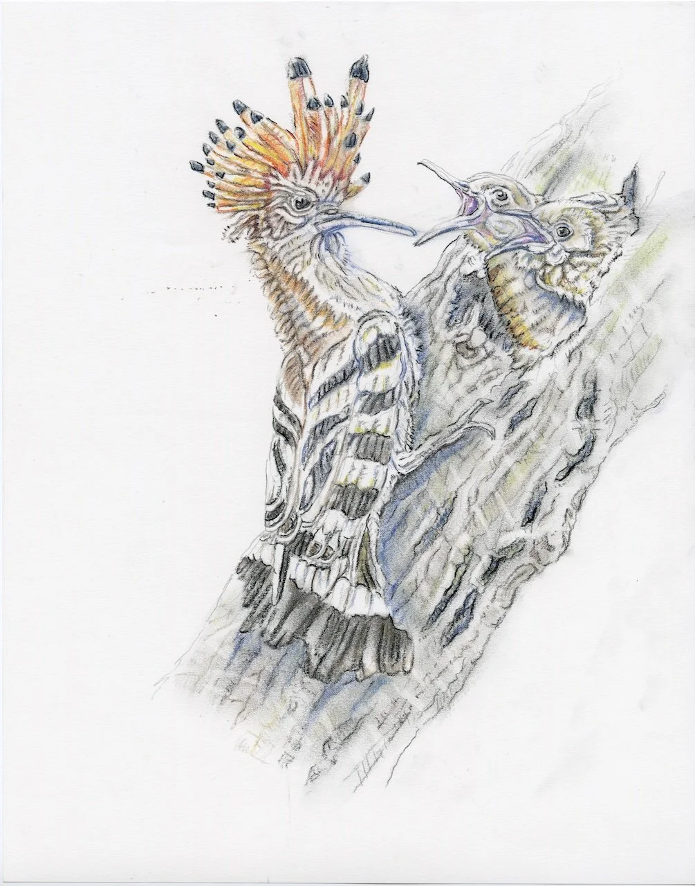 Hoopoe Birds SEPT.jpg