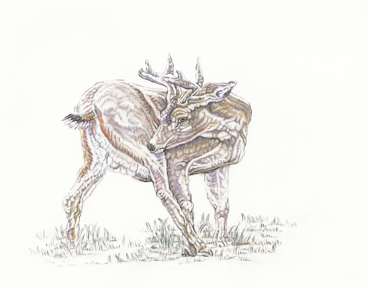 Juvenile Reindeer DEC.jpg